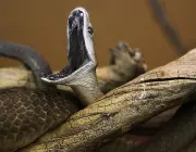 Cobra da Morte Atacando 3
