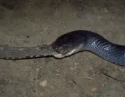 Cobra da Morte se Alimentando 1