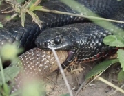 Cobra da Morte se Alimentando 5