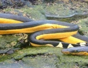 Cobra de Barriga Amarela do Mar 1