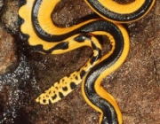 Cobra de Barriga Amarela do Mar 2