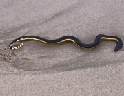 Cobra de Barriga Amarela do Mar 4