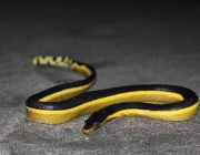 Cobra de Barriga Amarela do Mar 5