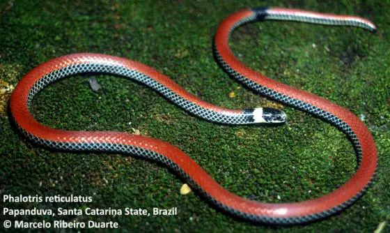 Cobra do Lioral Catarinense (Phalotris Reticulatus) 1