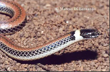Cobra do Lioral Catarinense (Phalotris Reticulatus) 2