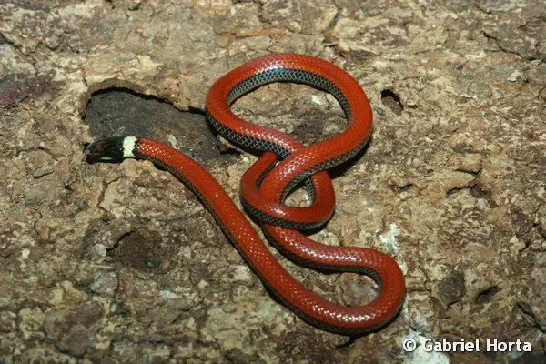 Cobra do Lioral Catarinense (Phalotris Reticulatus) 3