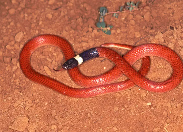Cobra do Lioral Catarinense (Phalotris Reticulatus) 4