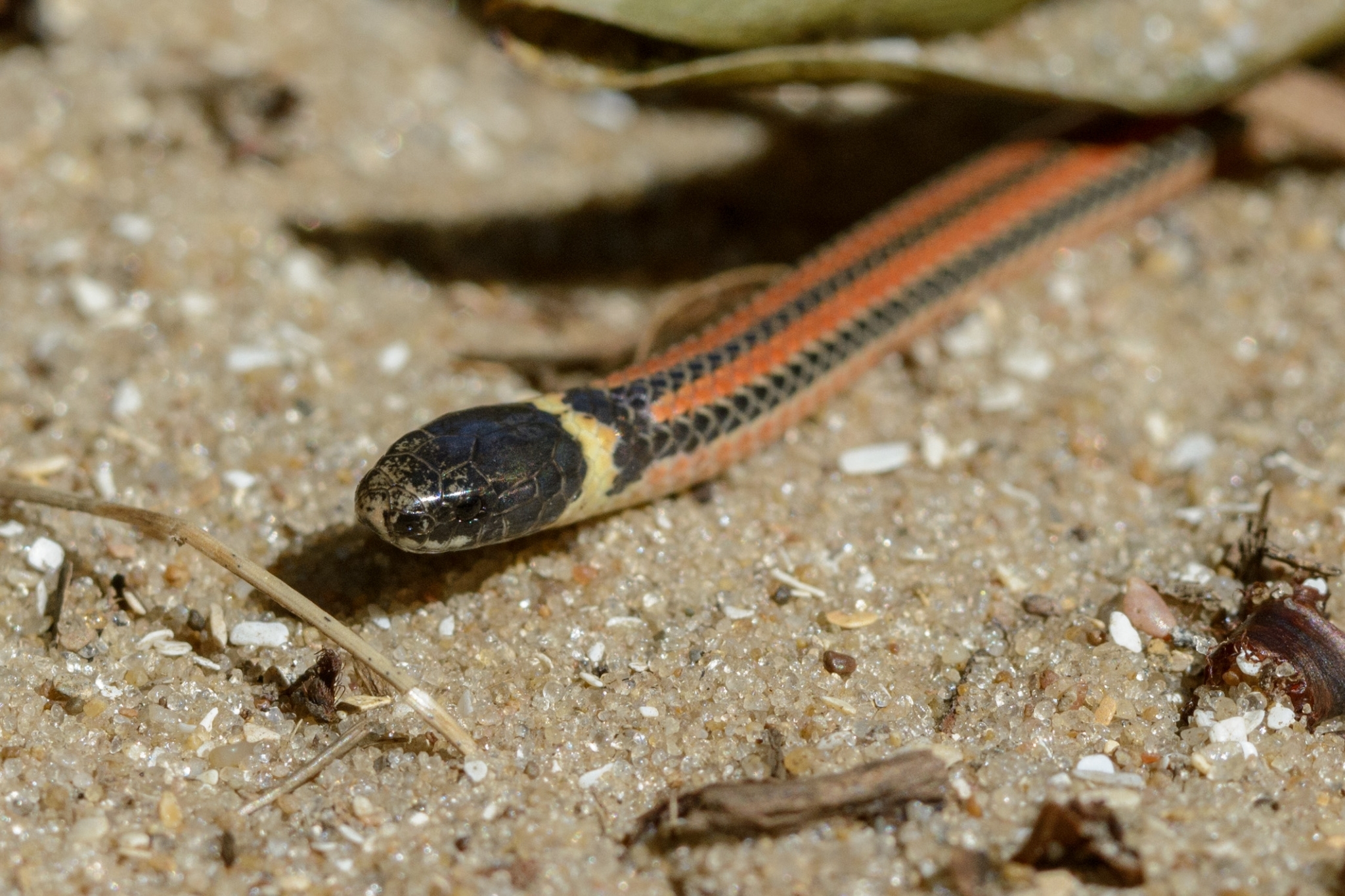 Cobra do Lioral Catarinense (Phalotris Reticulatus) 5