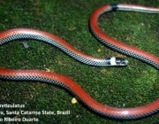 Cobra do Lioral Catarinense (Phalotris Reticulatus) 1