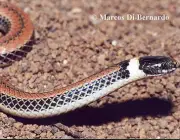 Cobra do Lioral Catarinense (Phalotris Reticulatus) 2