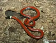 Cobra do Lioral Catarinense (Phalotris Reticulatus) 3