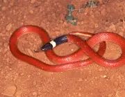 Cobra do Lioral Catarinense (Phalotris Reticulatus) 4