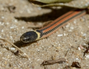 Cobra do Lioral Catarinense (Phalotris Reticulatus) 5