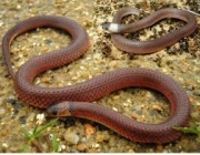 Cobra do Lioral Catarinense (Phalotris Reticulatus) 6
