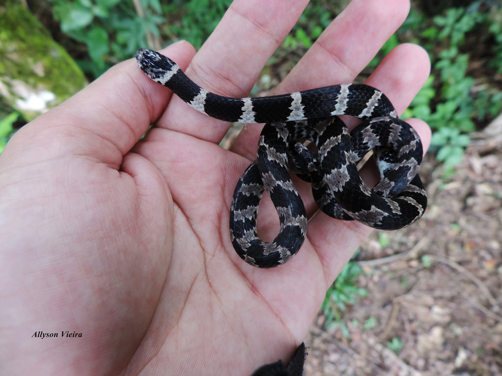Cobra Dormideira Nome Científico – Mundo Ecologia