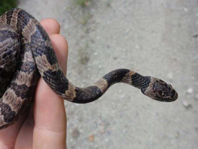 Cobra Dormideira Nome Científico – Mundo Ecologia