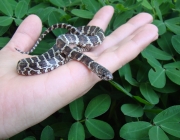 Cobra Dormideira na Mão de Pessoas 1