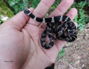 Cobra Dormideira na Mão de Pessoas 2