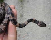 Cobra Dormideira na Mão de Pessoas 4