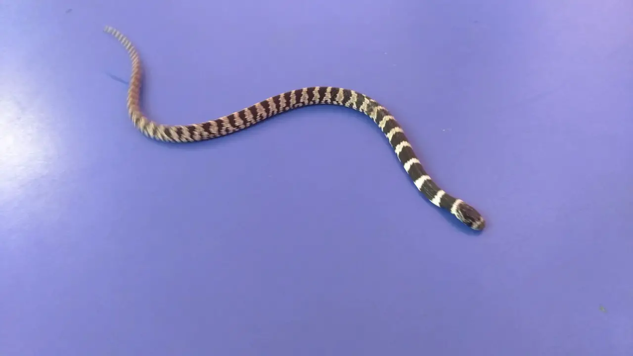 Cobra Dormideira ou Jararaquinha 4