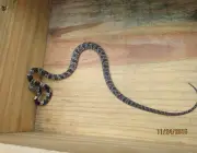 Cobra Dormideira ou Jararaquinha 3