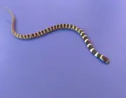 Cobra Dormideira ou Jararaquinha 4