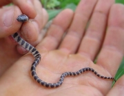 Cobra Dormideira ou Jararaquinha 6