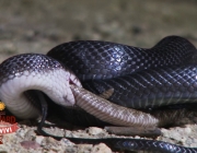 Cobra Dormideira se Alimentando 4