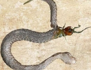 Cobra Dormideira se Alimentando 5
