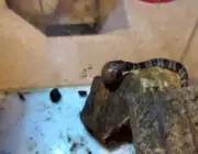 Cobra Dormideira se Alimentando 3