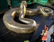 Cobra Gigante 1