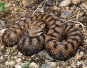 Cobra Jararacuçu Machos e Fêmeas 5