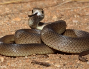 Cobra Marrom Australiana 1