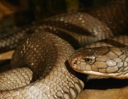 Cobra Marrom Australiana 3