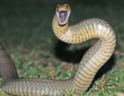 Cobra Marrom Australiana 4