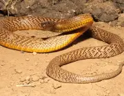 Cobra Marrom Australiana 5