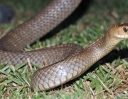 Cobra Marrom Australiana 6