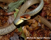 Cobra Marrom da Barriga Branca 1