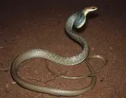 Cobra Marrom da Barriga Branca 2