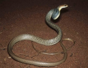 Cobra Marrom da Barriga Branca 2