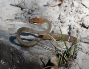 Cobra Marrom da Barriga Branca 3