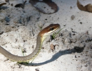 Cobra Marrom da Barriga Branca 4