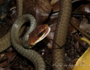 Cobra Marrom da Barriga Branca 5