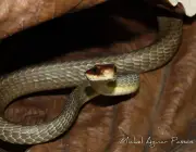Cobra Marrom da Barriga Branca 6