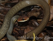 Cobra Marrom do Brasil (Chironius Quadricarinatus) 6