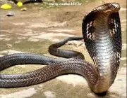 Cobra Naja-Indiana 2
