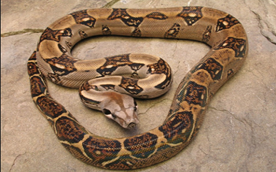 Cobras Não Venenosas | Mundo Ecologia