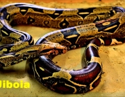 Cobra Não Venenosa 3