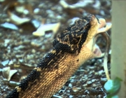 Cobra Siri Pico De Jaca 4