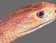 Cobra Taipan 3